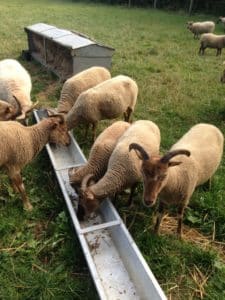 Sheep eating from a trough