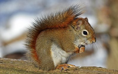 Visit the home of the native red squirrel today